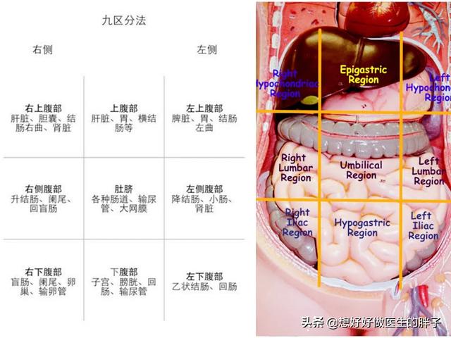 腹部分区,左腹部隐约有疼痛是什么情况？