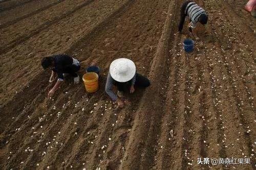 蒜头怎么种,大蒜种植技术大蒜怎样种植？