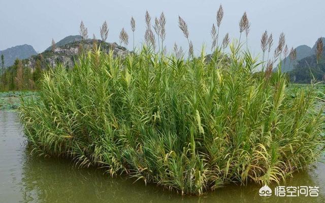 芦苇叶,芦苇叶收获了可以干什么？