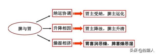 小孩脾虚的症状及调理,长的瘦，脾虚应该怎么调理？