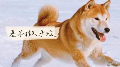 柴犬怎么养,柴犬好养吗？养柴犬有什么好处？