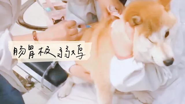 柴犬怎么养,柴犬好养吗？养柴犬有什么好处？