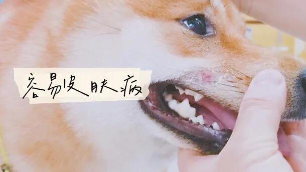 柴犬怎么养,柴犬好养吗？养柴犬有什么好处？