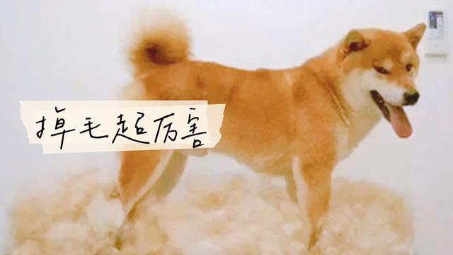 柴犬怎么养,柴犬好养吗？养柴犬有什么好处？