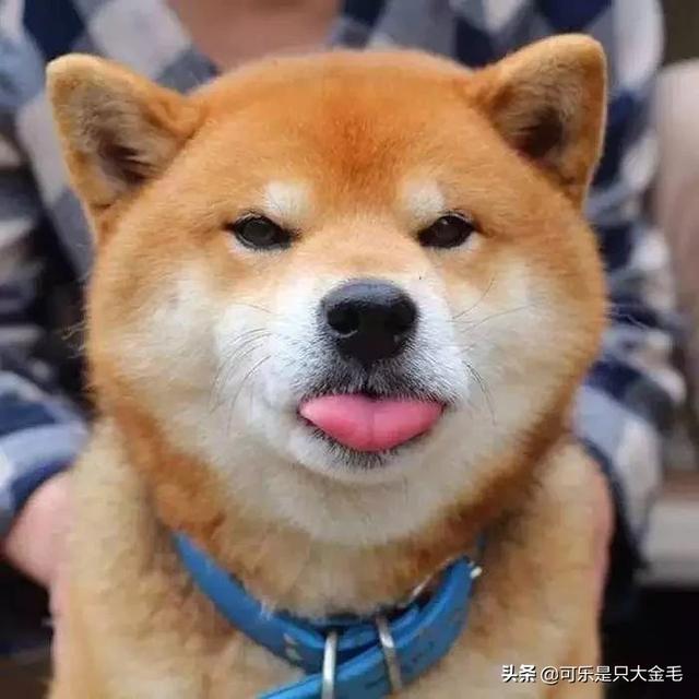 柴犬怎么养,柴犬好养吗？养柴犬有什么好处？