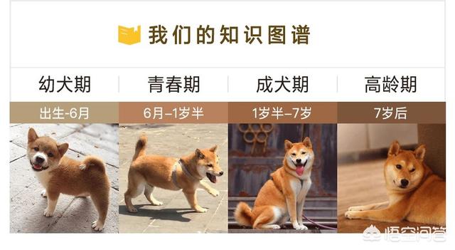 柴犬怎么养,准备养柴犬，有什么注意点？