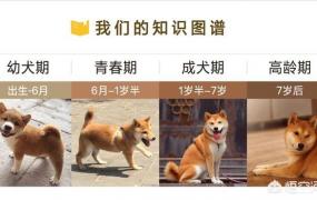 柴犬怎么养,准备养柴犬，有什么注意点？