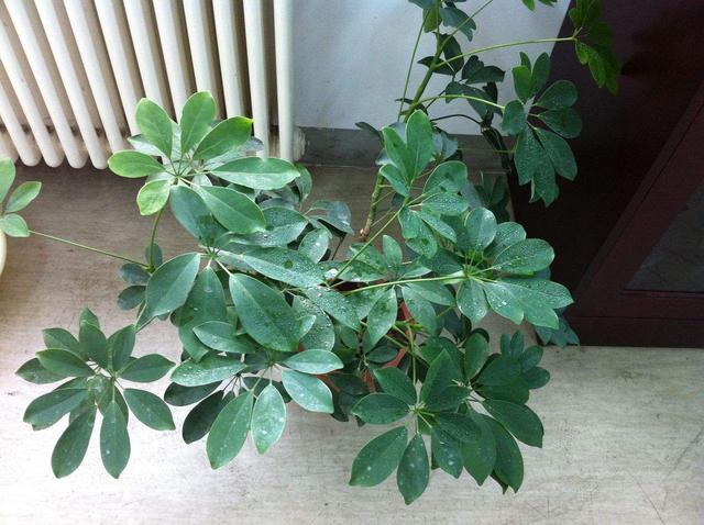 适合室内养的花和植物,家庭绿植有哪些既好养又好看的？