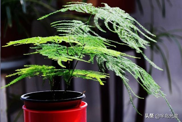 适合室内养的花和植物,屋内长期适合种什么植物？