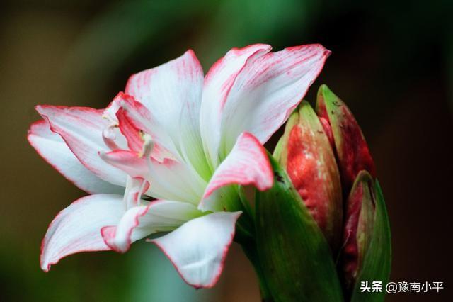 顶花皮,朱顶红很鲜艳，在家里怎么养呢？