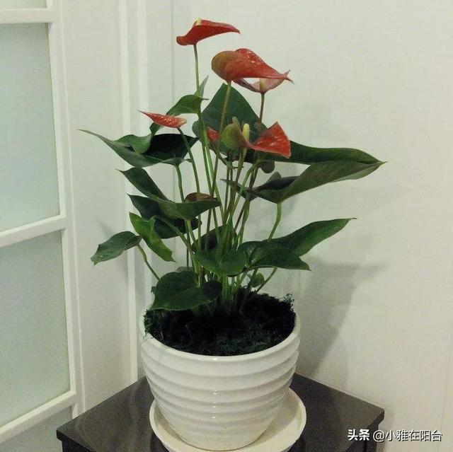 适合室内养的植物,室内养花，养几种花比较好？