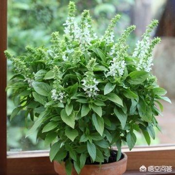 适合室内养的植物,在家养花适合养哪种花最好？