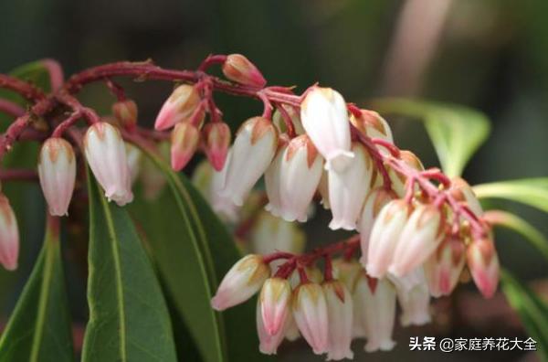 屋里有小飞虫怎么消灭,家里的绿植有小飞虫，怎么防治？