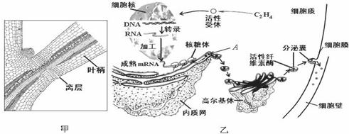 瓜熟蒂落的下一句,果实成熟后为什么会掉下来？