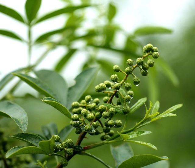 麻油是花椒油吗,藤椒油是麻油吗？有哪些区别？