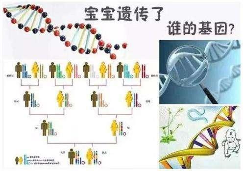 显性遗传,父母不同特征的遗传叫什么？