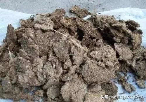 红菜苔怎么做好吃,农村种植红菜苔，可以用鸡粪吗？