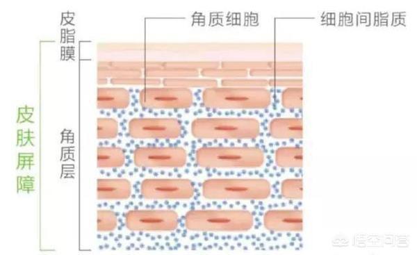 角栓,你知道皮肤屏障功能有多珍贵吗？