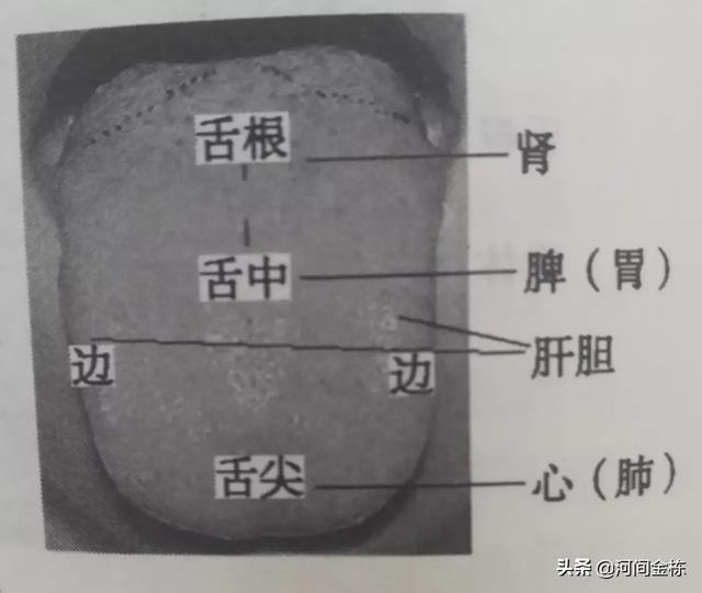 对肾好的穴位,为什么肾脏的反射区会在下巴？