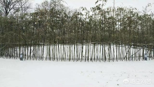 冬雪的诗句,描写“冬雪”的诗句有哪些？