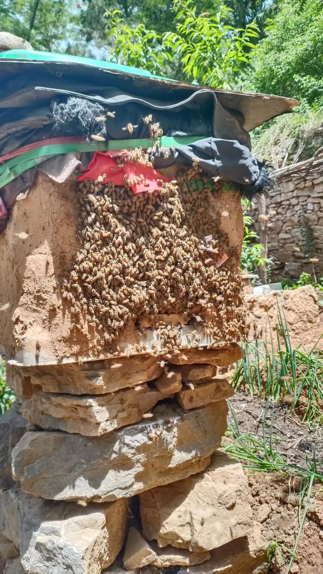 什么蜂蜜好,有没有不错的蜂蜜值得推荐？