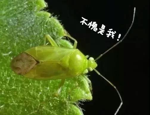 蝽,这是什么昆虫，它对庄家有害吗？