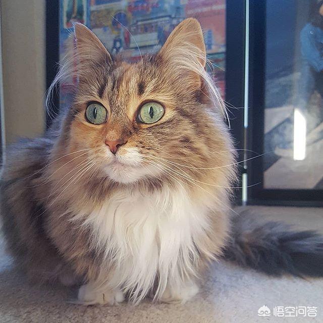 猫咪掉毛严重,猫咪掉毛特别厉害怎么办？