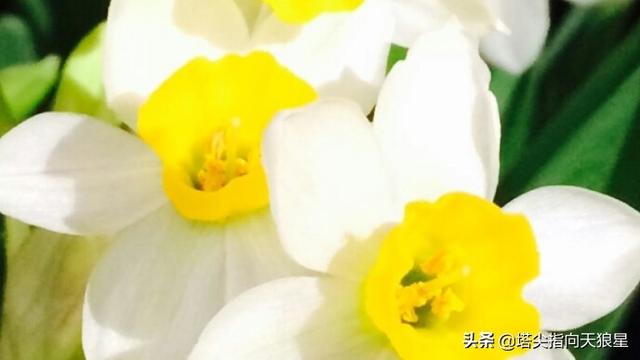 花香引蜘蛛吗,养猫花瓶里不能插哪些花？