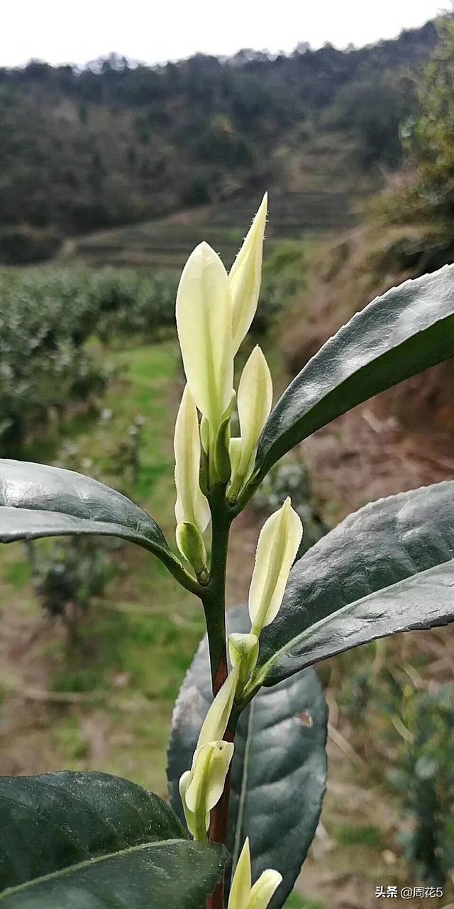 怎样描写谷雨时节的农忙景象？