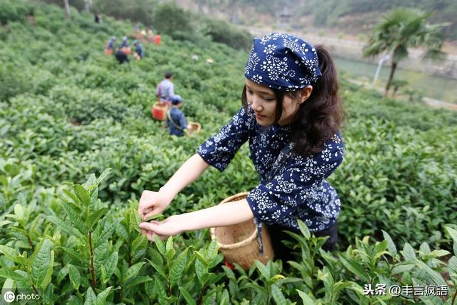 推广软文黑茶,安化黑茶本土推广曲新鲜出炉！比肩你来得正是时候