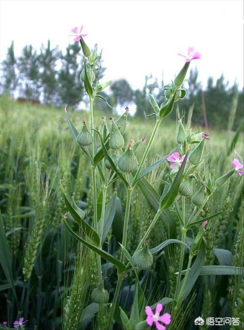 一些农村常见的面条菜有什么用？,家常吃面条的菜有哪些