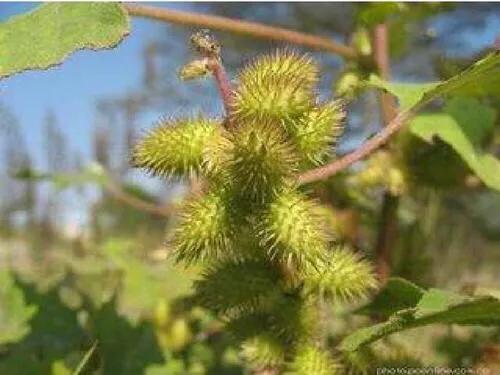 种子的传播方式有几种,举例说明植物是怎样传播种子？