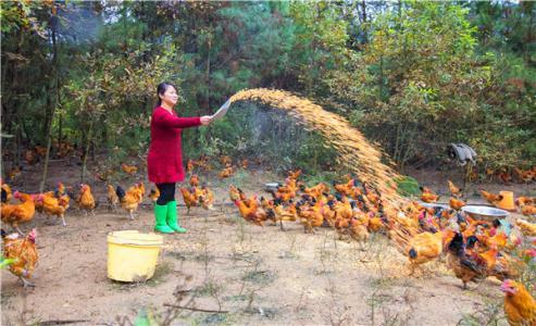 鸡吃什么食物,家养鸡喂什么粮食肯下蛋？