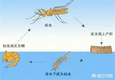 什么血型招蚊子,o型血招蚊有没有科学依据？