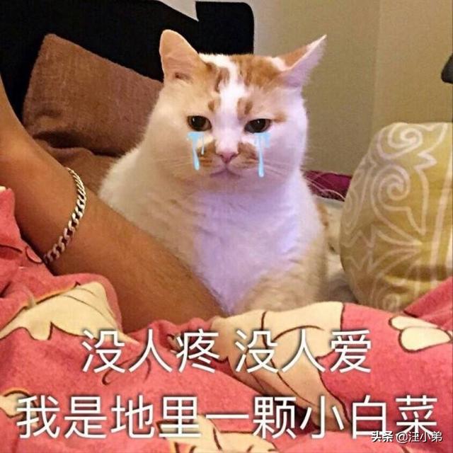 后院猫,流浪猫为什么不算后院猫？