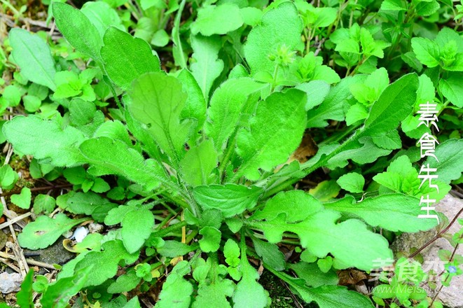 一起领略山菊生煎的做法大全