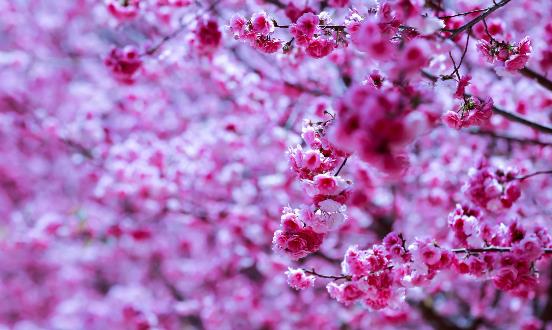 踏青赏花正当时 赏花惹过敏六招防治过敏