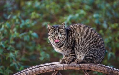 狸花猫会自己挑选主人 狸花猫幼猫成猫喂养指南