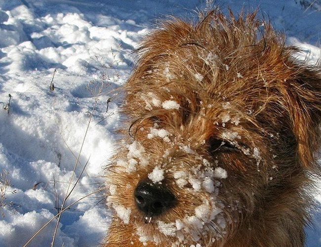 罗福梗犬简介_罗福梗犬价格_罗福梗犬的寿命_罗福梗犬的特征特点