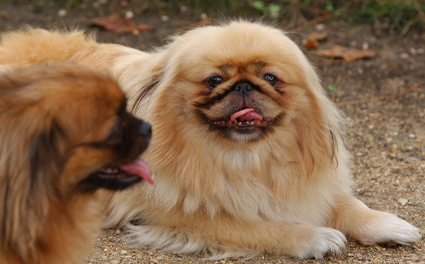 京巴犬简介，京巴犬价格，京巴犬的寿命，京巴犬的特征特点