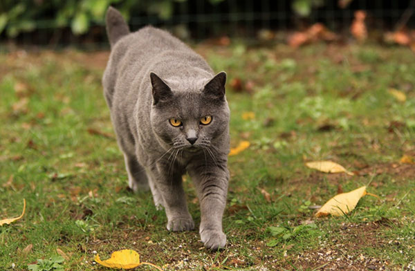 卡尔特猫简介_卡尔特猫价格_卡尔特猫的寿命_卡尔特猫的特征特点