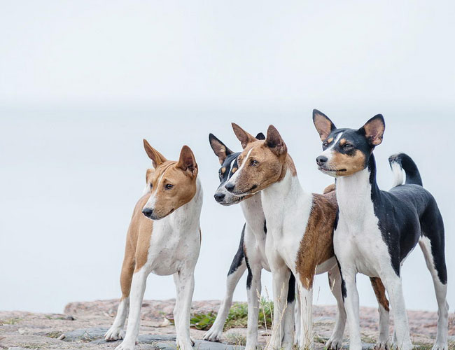 贝生吉犬简介_贝生吉犬价格_贝生吉犬的寿命_贝生吉犬的特征特点