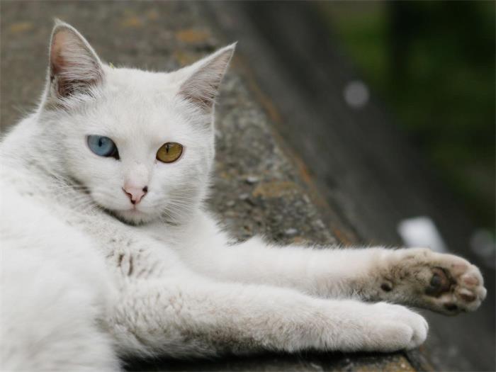 土耳其安哥拉猫简介_土耳其安哥拉猫价格