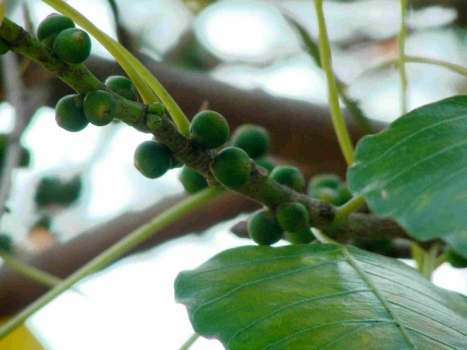 菩提树种子是菩提子吗