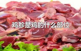 鸡胗是鸡的什么部位