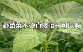 野苋菜不烫直接晒干可以吗