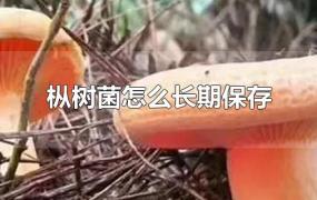 枞树菌怎么长期保存