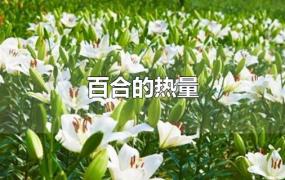 百合的热量