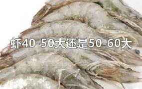 虾40-50大还是50-60大