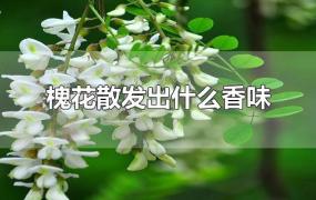 槐花散发出什么香味